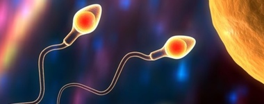 Фото: Зачатие ребенка по дням после овуляции